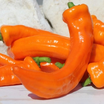 Neu! Paprika Ramiro Orange (Samen)