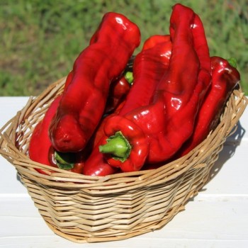 Paprika Ramiro Red (Samen)