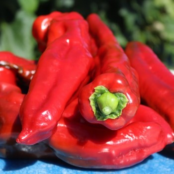 Paprika Ramiro Red (Samen)