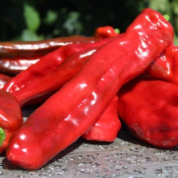 Paprika Ramiro Red (Samen)