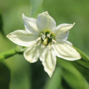 Neu! Paprika Ramiro Yellow (Samen)