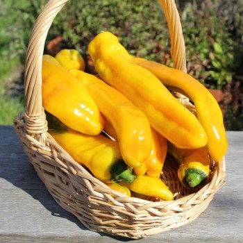 Neu! Paprika Ramiro Yellow (Samen)