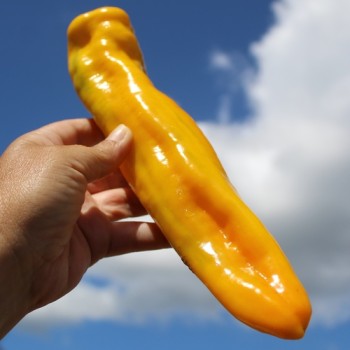 Neu! Paprika Ramiro Yellow (Samen)