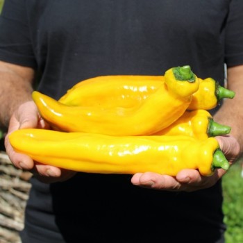 Neu! Paprika Ramiro Yellow (Samen)
