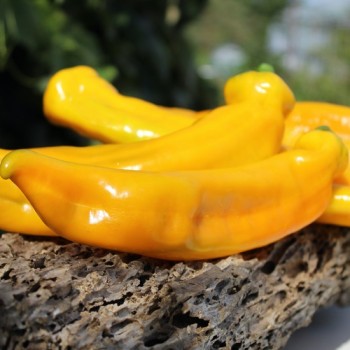 Neu! Paprika Ramiro Yellow (Samen)