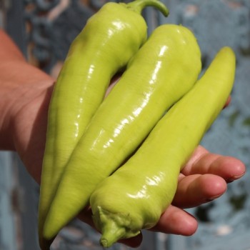 Paprika Sigaretta Bionda (Samen)