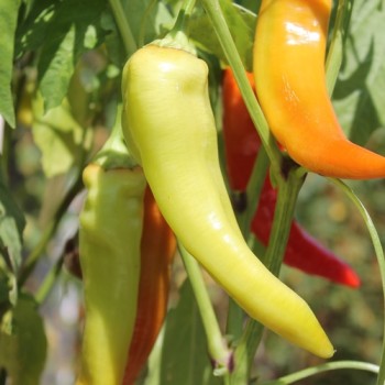 Paprika Sigaretta Bionda (Samen)