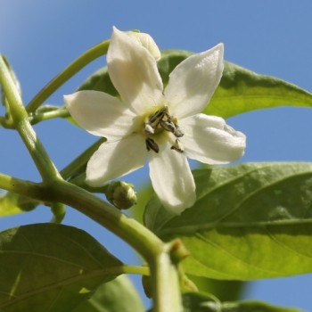 Paprika Sigaretta Bionda (Samen)