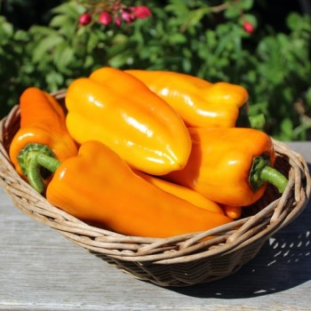 Neu! Paprika Stocky Golden Roaster (freilandgeeignet) (Samen)