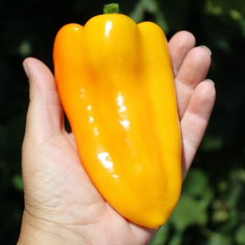 Neu! Paprika Stocky Golden Roaster (freilandgeeignet) (Samen)