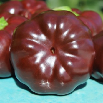 Tomatenpaprika Chocolate (Samen)