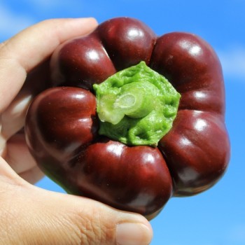 Tomatenpaprika Chocolate (Samen)