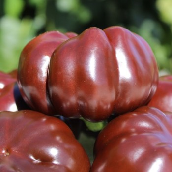 Tomatenpaprika Chocolate (Samen)