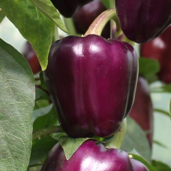 Paprika Violettes Goldstückchen (Samen)