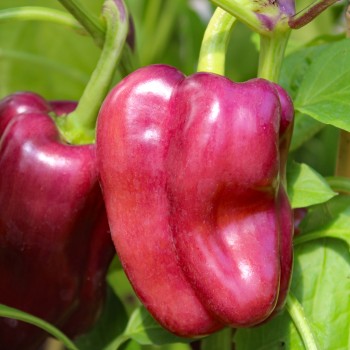 Paprika Violettes Goldstückchen (Samen)