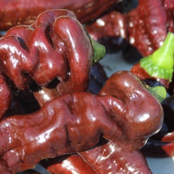Neu! Paprika XL Long Brown Sweet (Samen)