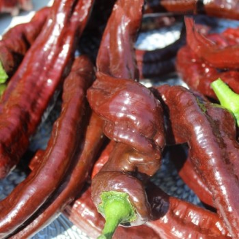 Neu! Paprika XL Long Brown Sweet (Samen)