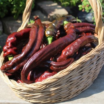 Neu! Paprika XL Long Brown Sweet (Samen)