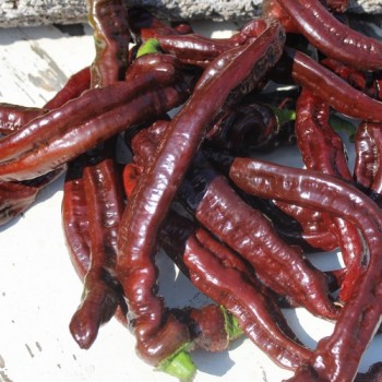 Neu! Paprika XL Long Brown Sweet (Samen)