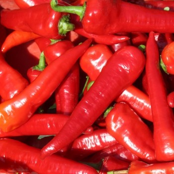 Neu! Paprika Yalova Carliston (freilandgeeignet) (Samen)