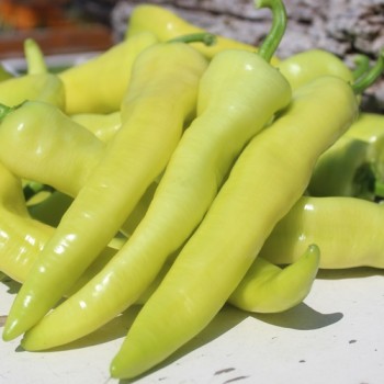 Neu! Paprika Yalova Carliston (freilandgeeignet) (Samen)