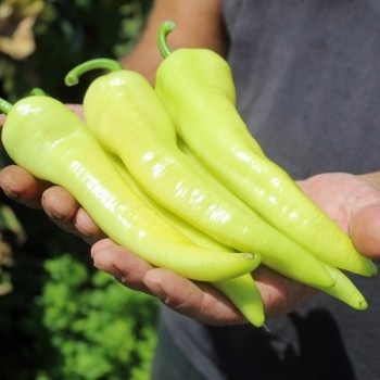 Neu! Paprika Yalova Carliston (freilandgeeignet) (Samen)