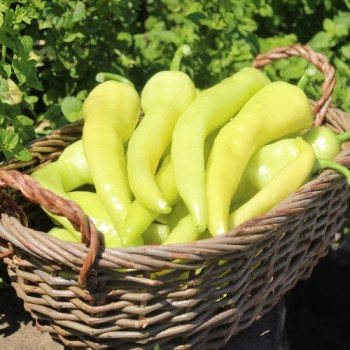 Neu! Paprika Yalova Carliston (freilandgeeignet) (Samen)