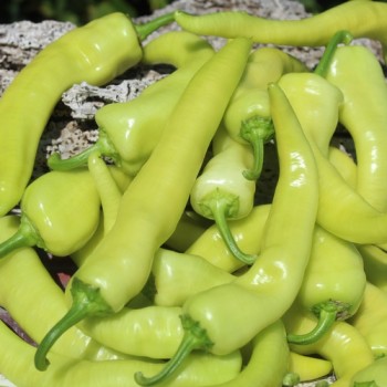 Neu! Paprika Yalova Carliston (freilandgeeignet) (Samen)