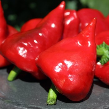 Neu! Paprika Zipfelmütze (freilandgeeignet) (Samen)