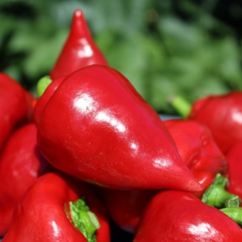 Neu! Paprika Zipfelmütze (freilandgeeignet) (Samen)