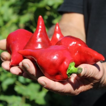 Neu! Paprika Zipfelmütze (freilandgeeignet) (Samen)