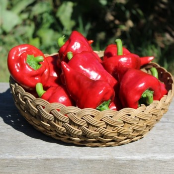 Neu! Paprika Zipfelmütze (freilandgeeignet) (Samen)