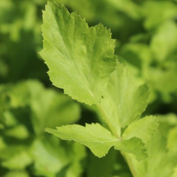 Pastinake Imperial Crown (Samen)