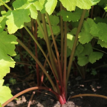 Pastinake Dicke Deern (Samen)
