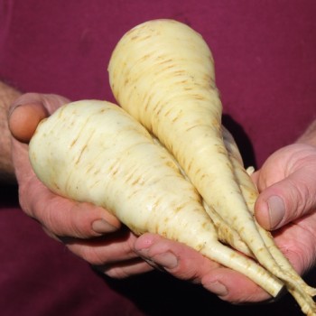 Pastinake Halblange Weiße (Samen)
