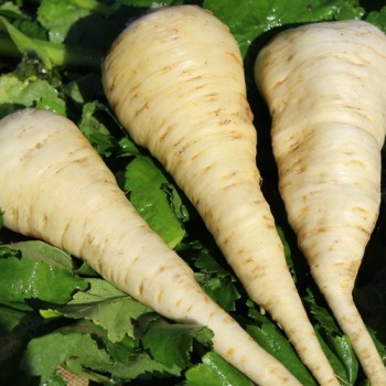 Pastinake Halblange Weiße (Samen)