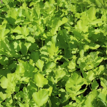 Pastinake Tender and True (Samen)