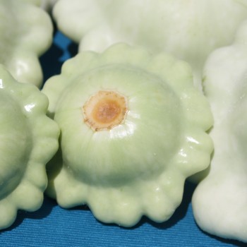 Patisson Bennings Green Tint (Samen)