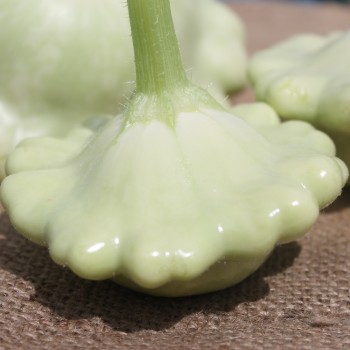 Patisson Bennings Green Tint (Samen)