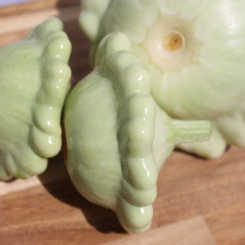 Patisson Bennings Green Tint (Samen)