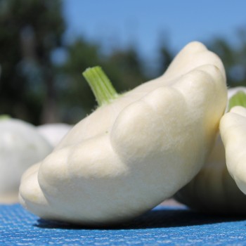 Patisson Blanc (Samen)