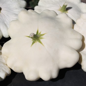 Patisson Blanc (Samen)