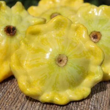 Patisson Gelber Englischer Custard (Samen)