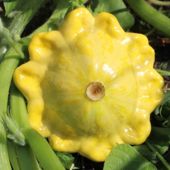 Patisson Gelber Englischer Custard (Samen)