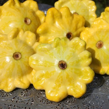 Patisson Gelber Englischer Custard (Samen)