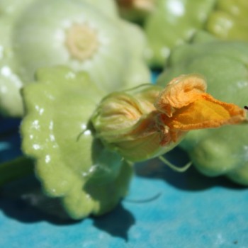 Patisson Jaune et Vert (Samen)