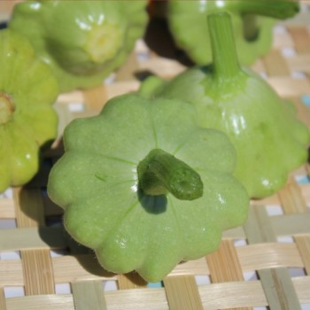 Patisson Jaune et Vert (Samen)