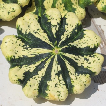 Patisson Jaune et Vert (Samen)