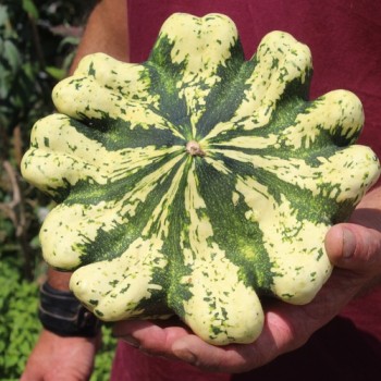 Patisson Jaune et Vert (Samen)