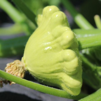 Patisson Jaune et Vert (Samen)